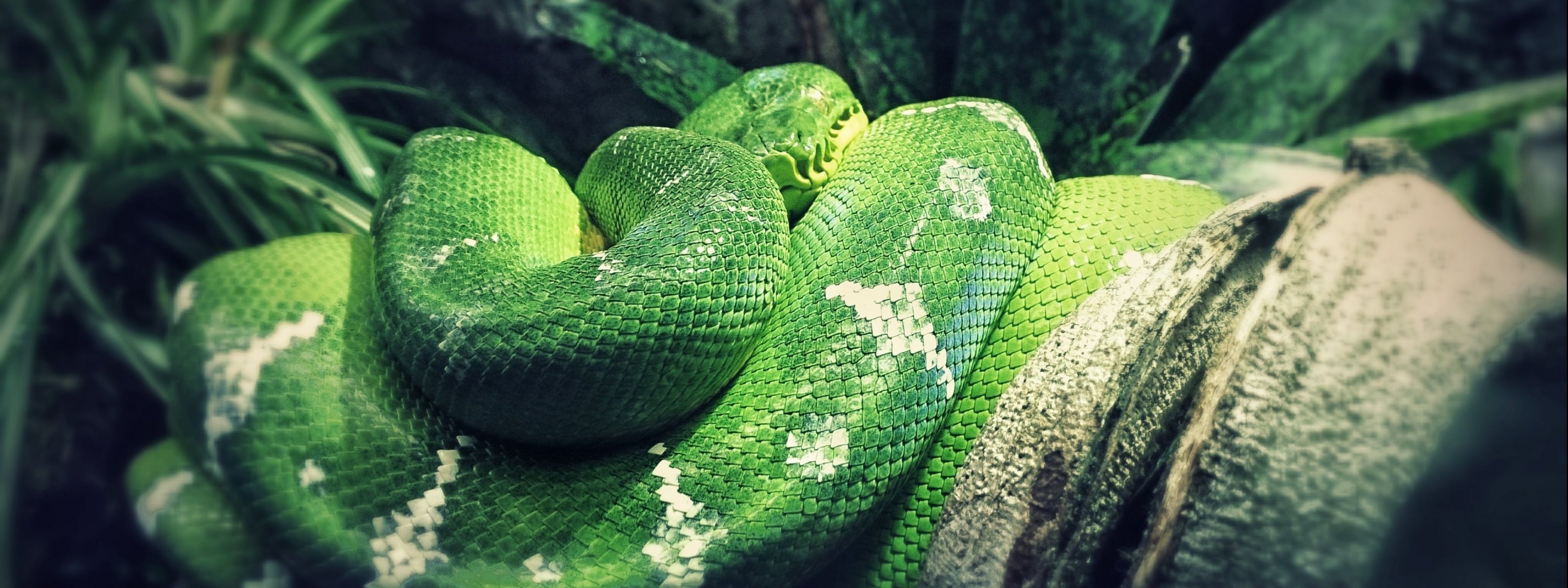 multi, Monitor, Dual, Screen, 3200, 1200 Wallpaper