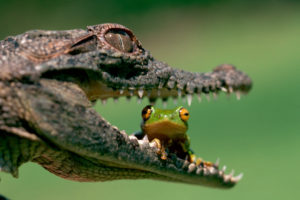 crocodile, Vs, Frog
