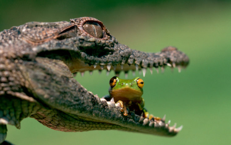 crocodile, Vs, Frog HD Wallpaper Desktop Background