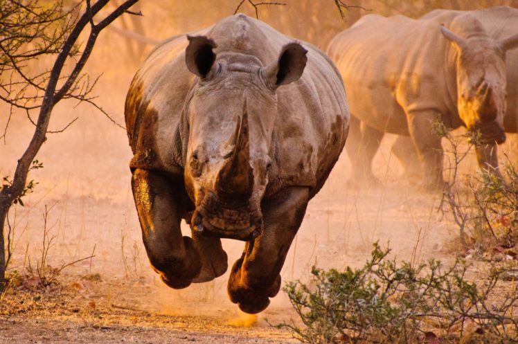 rinocerontes, Mamiferos, Africa, Animales HD Wallpaper Desktop Background