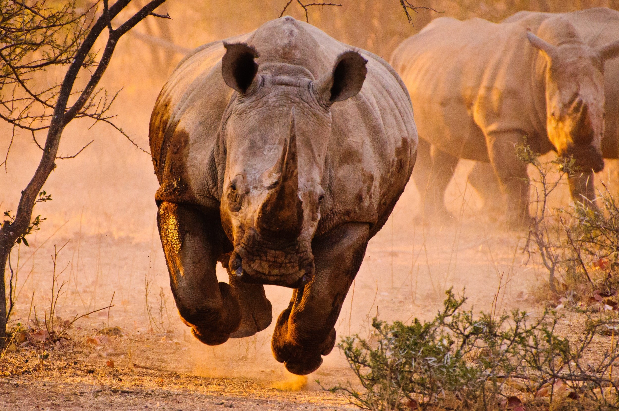 rinocerontes, Mamiferos, Africa, Animales Wallpaper