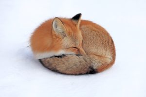fox, Sleep