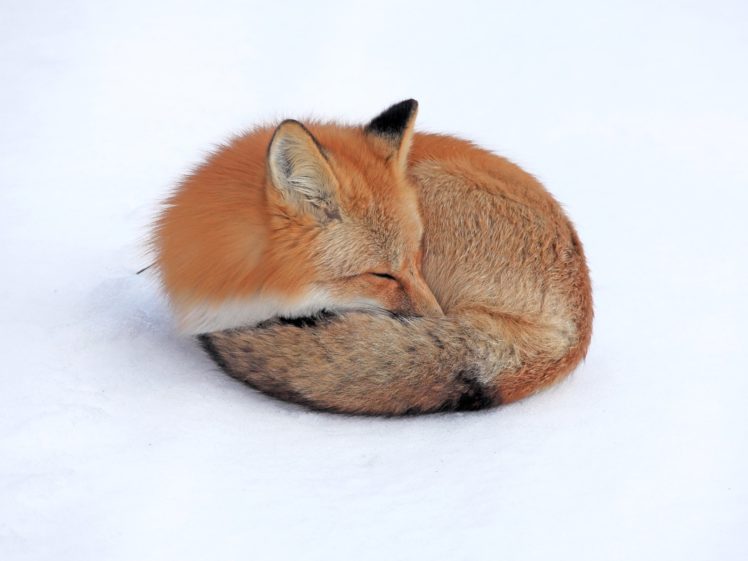 fox, Sleep HD Wallpaper Desktop Background