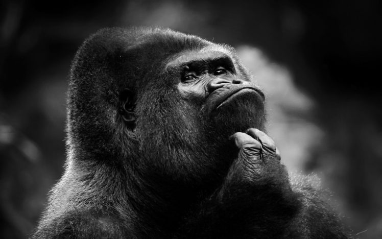 gorilla, Primate HD Wallpaper Desktop Background