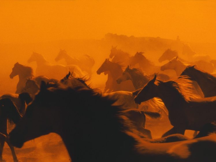 animals, Silhouettes, Horses HD Wallpaper Desktop Background