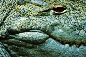 close up, Crocodiles, Reptiles