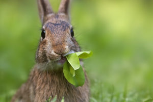bunny, Rabbit, Leaves