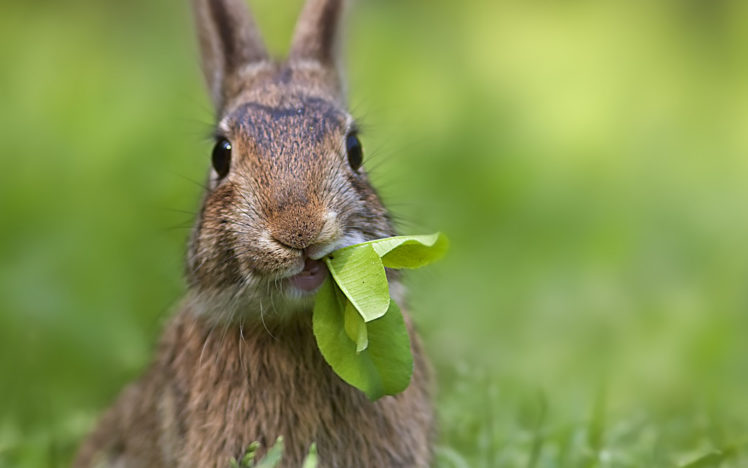 bunny, Rabbit, Leaves HD Wallpaper Desktop Background