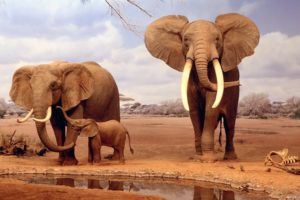 elefantes, Manada, Animales