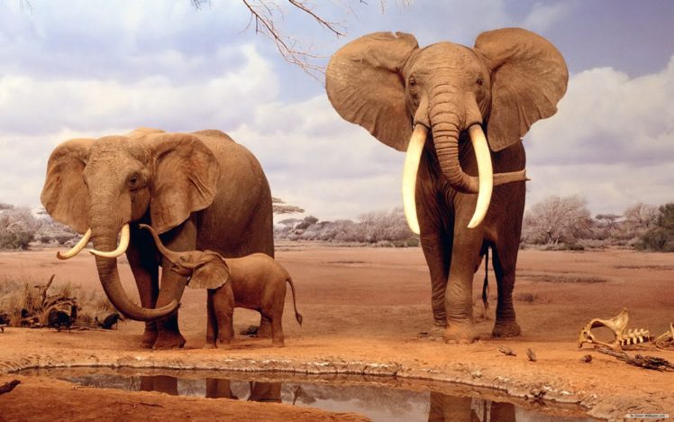 elefantes, Manada, Animales HD Wallpaper Desktop Background