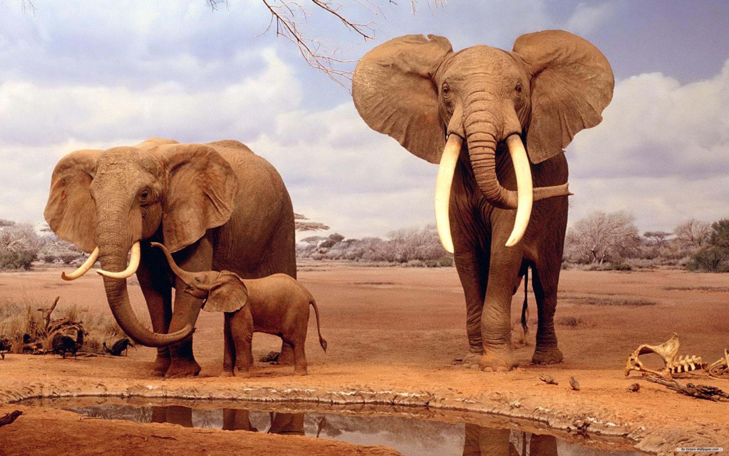 elefantes, Manada, Animales Wallpaper