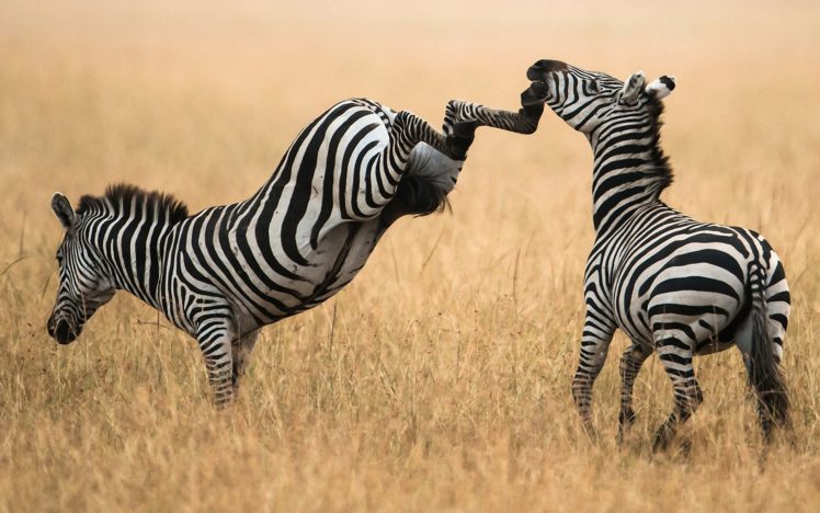 nature, Zebra, Grass, Kick HD Wallpaper Desktop Background