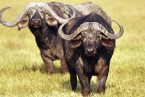 bufalos, Animales, Manideros