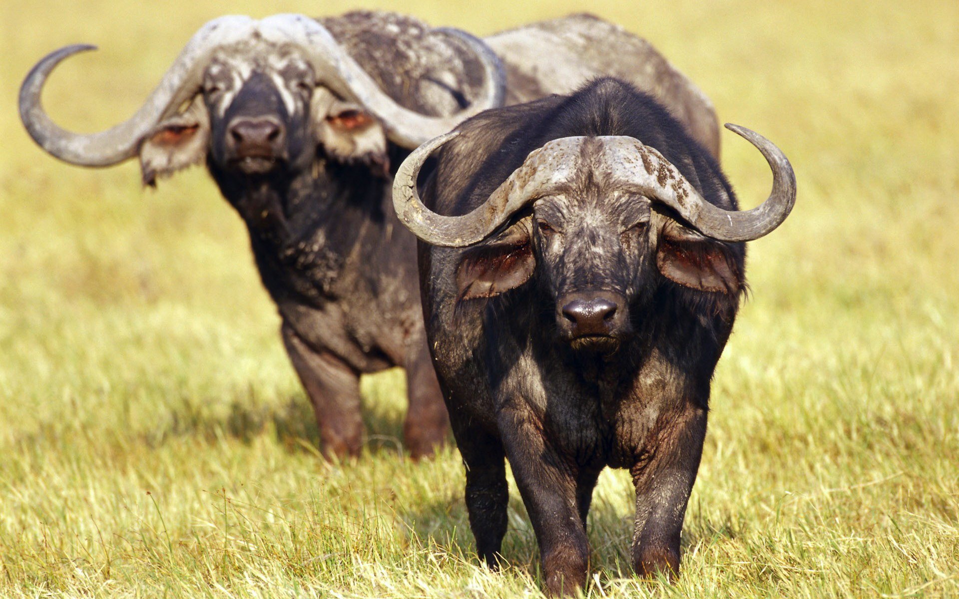 bufalos, Animales, Manideros Wallpaper