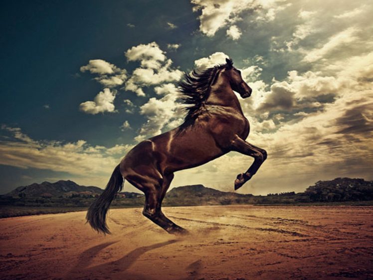 rising, Horse HD Wallpaper Desktop Background