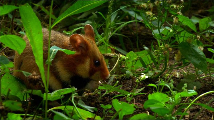 animal, Hamster, Mouse, Mice, Jungle, Forest HD Wallpaper Desktop Background