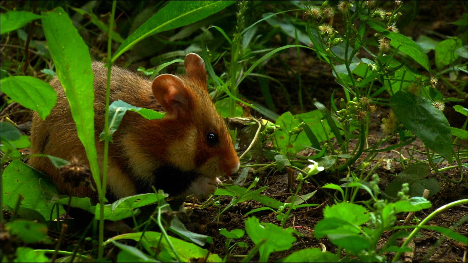 animal, Hamster, Mouse, Mice, Jungle, Forest Wallpaper
