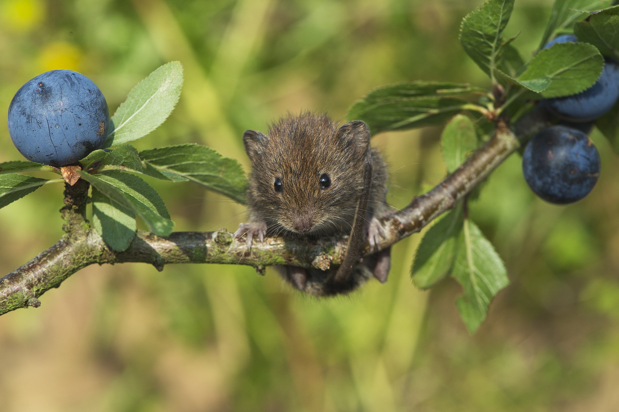 bank, Vole, Mouse, Rodent, Mice Wallpaper