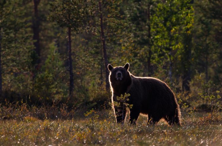 bear, Forest, Autumn HD Wallpaper Desktop Background