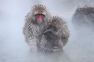 snow, Monkey, Nagano, Japan, Nature