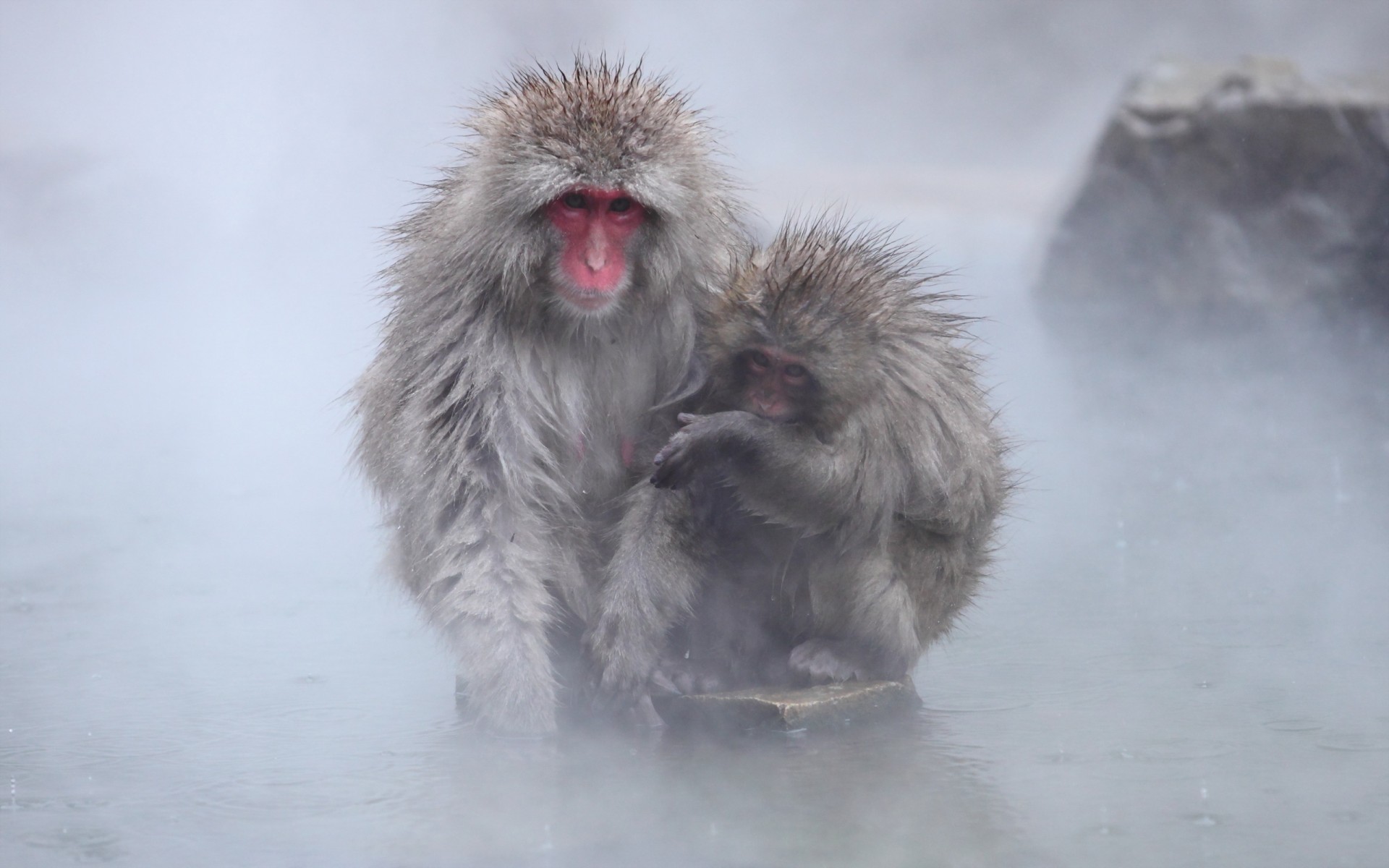 snow, Monkey, Nagano, Japan, Nature Wallpaper