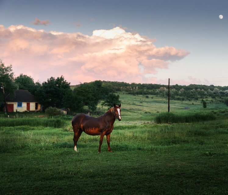 horse, Meadow HD Wallpaper Desktop Background