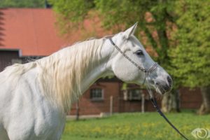 horse, White, Mane, Profile