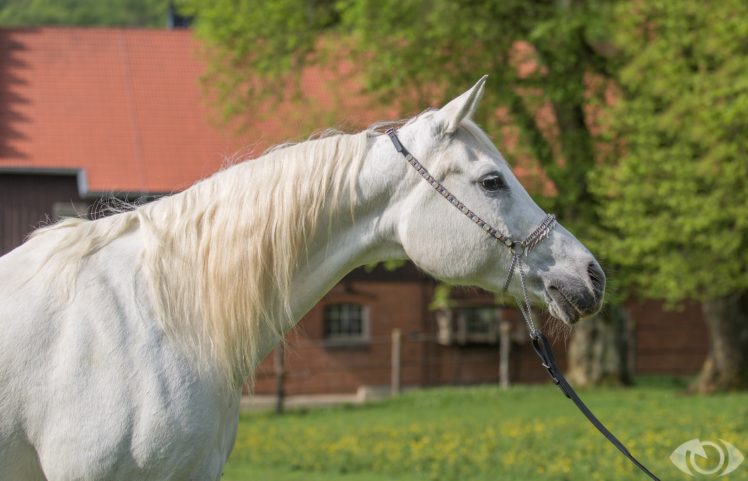 horse, White, Mane, Profile HD Wallpaper Desktop Background