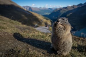 marmot, Rodent, Meadow, Mountains