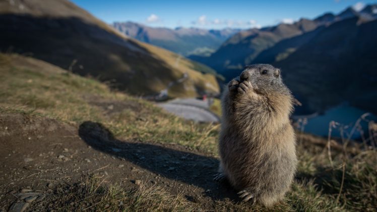marmot, Rodent, Meadow, Mountains HD Wallpaper Desktop Background