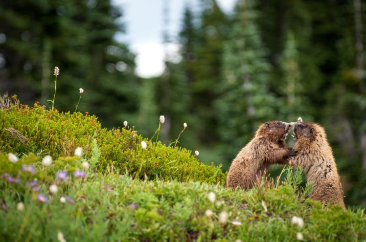 marmot, Rodent, Meadow, Mountains HD Wallpaper Desktop Background