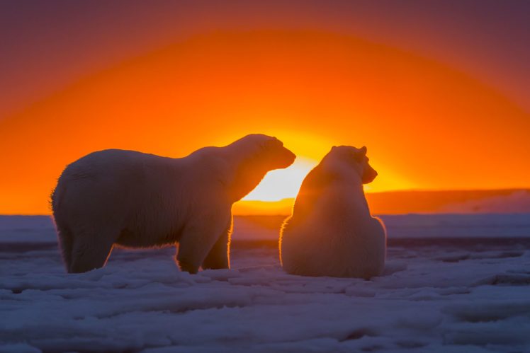 polar, Bear, Antarctica, Antarctica, Snow, Bears, Sky, Sunset, Sun HD Wallpaper Desktop Background