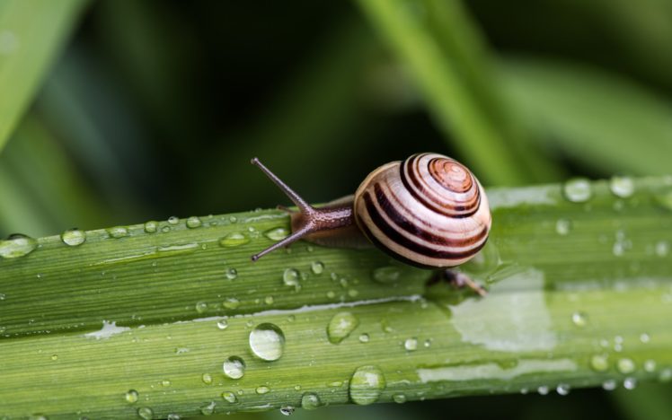 snail, Shell, Horns, Close up, Drops HD Wallpaper Desktop Background