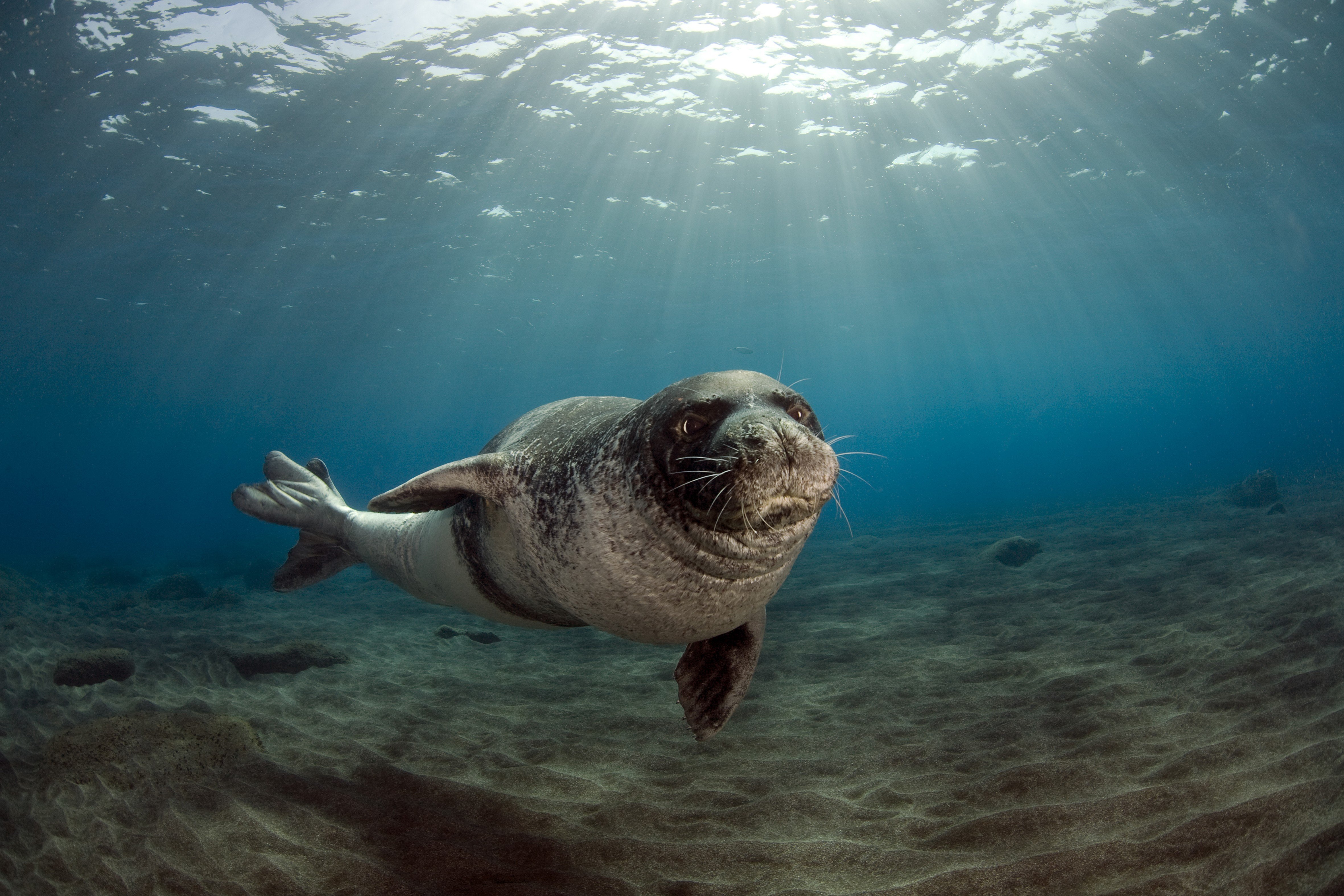 seal, Ocean, Sea, Underwater Wallpaper