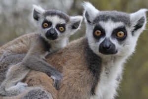 tailed, Lemur, Katta, Baby, Lemurs
