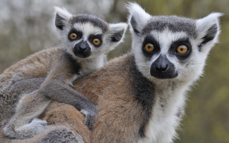 tailed, Lemur, Katta, Baby, Lemurs HD Wallpaper Desktop Background