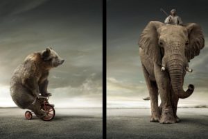 bear, Vs, Elephant