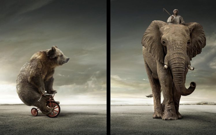 bear, Vs, Elephant HD Wallpaper Desktop Background