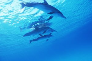 dolphins, Underwater, Ultra