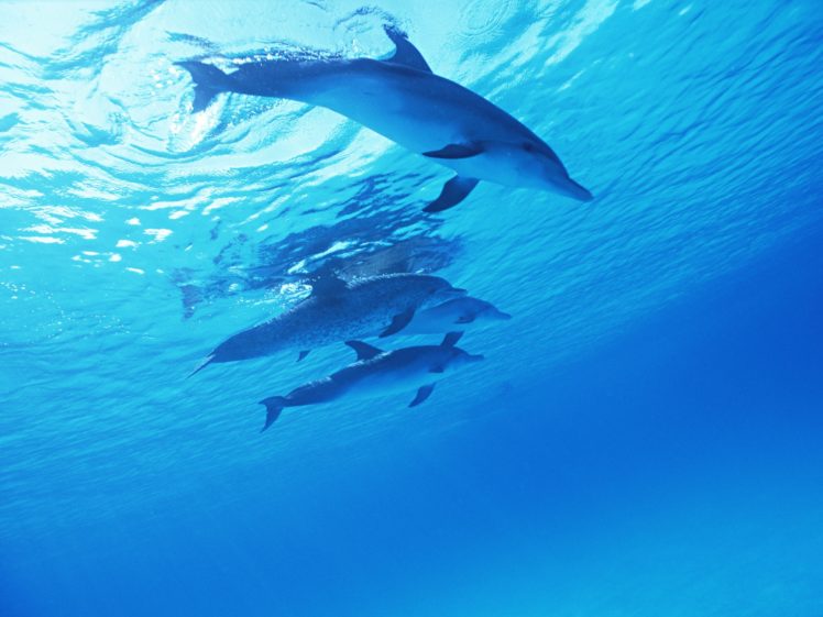 dolphins, Underwater, Ultra HD Wallpaper Desktop Background