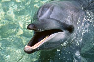 delfin, Agua, Mamifero, Animal