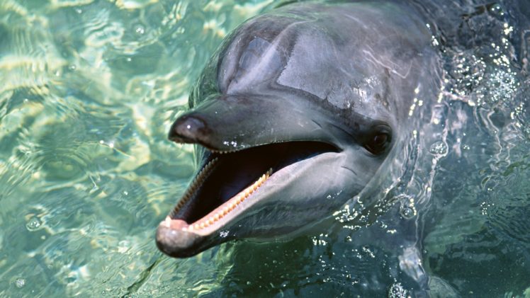 delfin, Agua, Mamifero, Animal HD Wallpaper Desktop Background