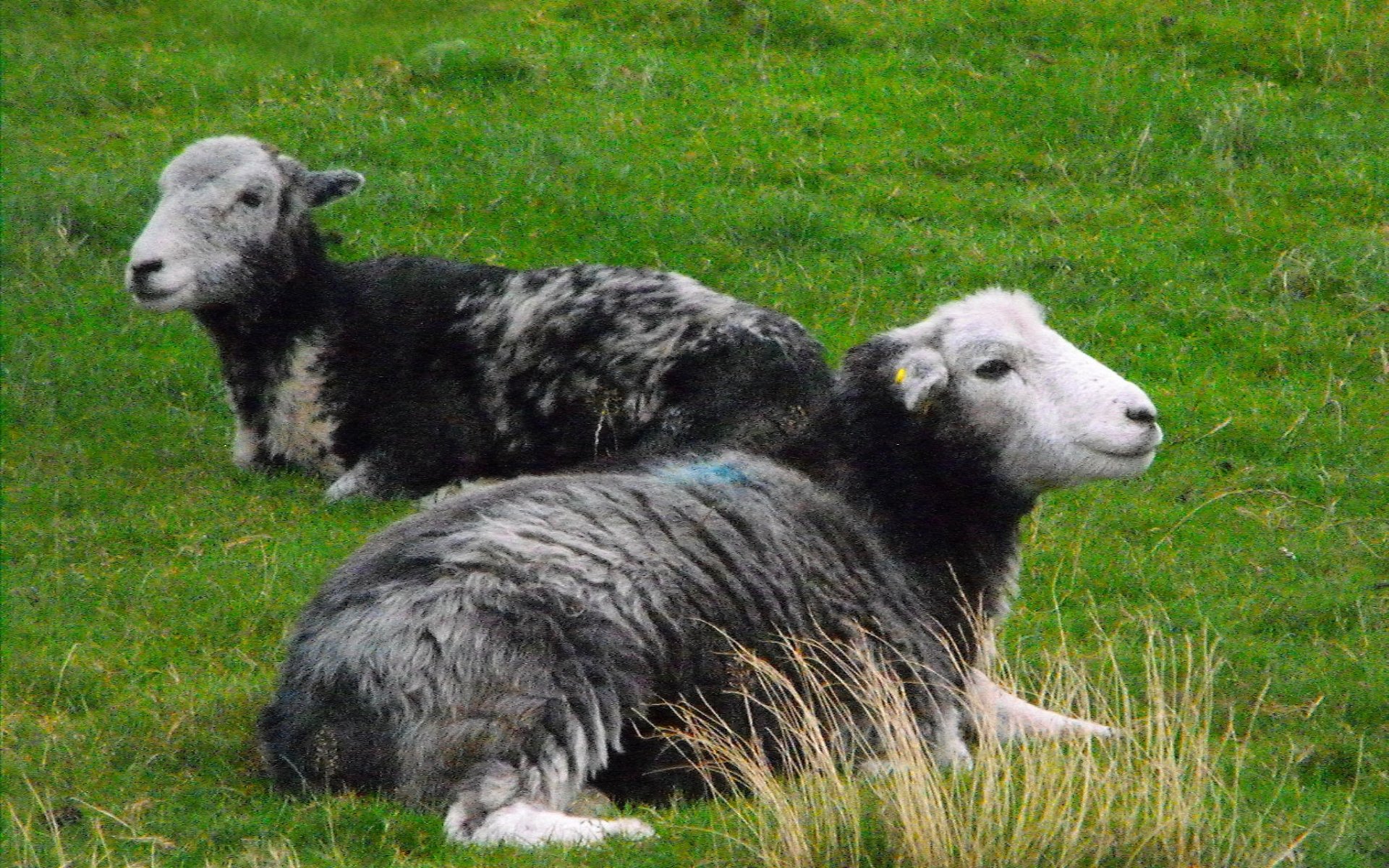 ovejas, Rumiantes, Herbivoros, Animales Wallpaper