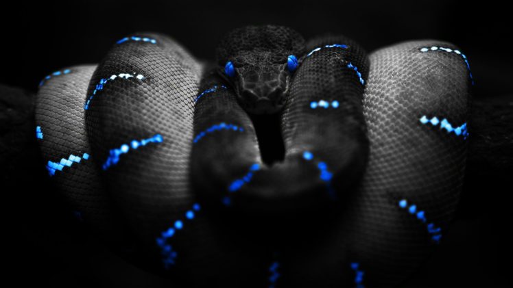 snake HD Wallpaper Desktop Background
