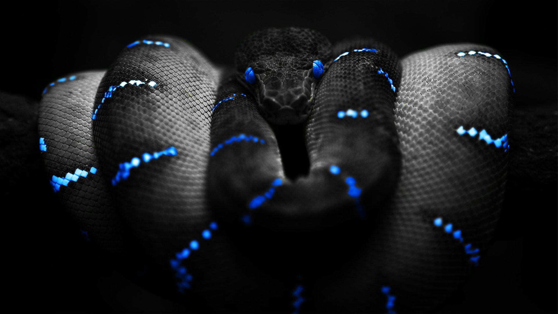 snake Wallpaper
