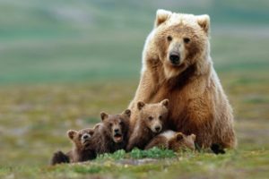 animals, Bears, Baby, Animals