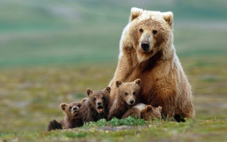 animals, Bears, Baby, Animals HD Wallpaper Desktop Background