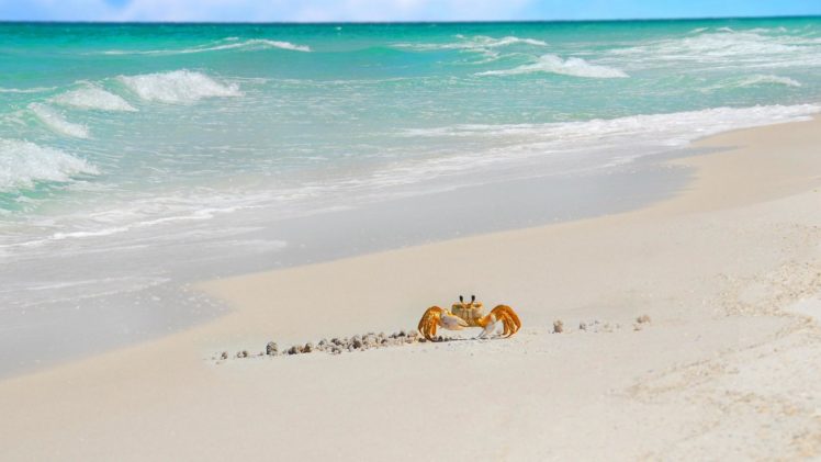 arthropoda, Animals, Crab, Crabs, Beaches, Ocean, Sea HD Wallpaper Desktop Background