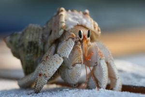 arthropoda, Animals, Crab, Crabs