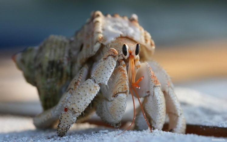 arthropoda, Animals, Crab, Crabs HD Wallpaper Desktop Background